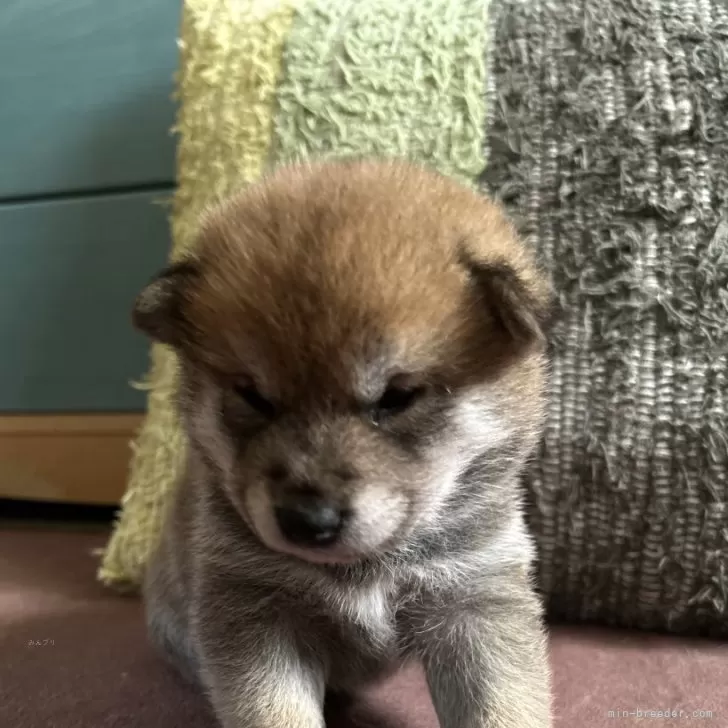 ID:2404-03124の子犬