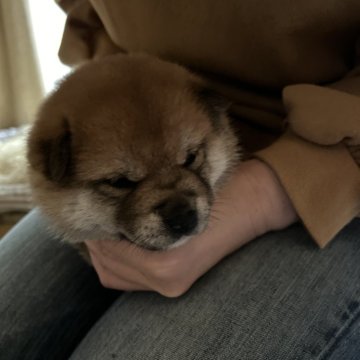 柴犬(標準サイズ)【群馬県・女の子・2024年3月31日・赤】の写真「ムチムチ まん丸お顔な女の子♡」