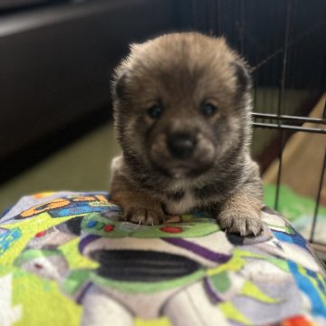 柴犬(標準サイズ)【群馬県・男の子・2024年3月30日・赤】の写真「黒強めな赤柴だよ❁.*･ﾟ」