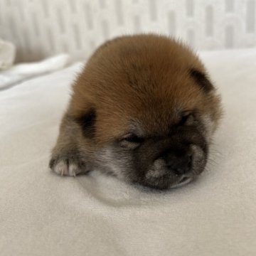 柴犬(標準サイズ)【群馬県・男の子・2024年3月31日・赤】の写真「お目目があいたよ！ガッチリ、ムキムキ君‼️」