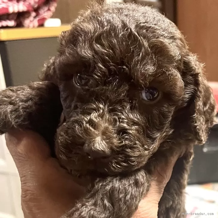 ID：2412-01684の子犬
