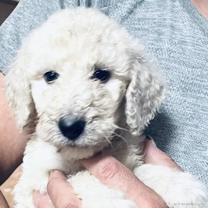 もりもん 様のお迎えした子犬