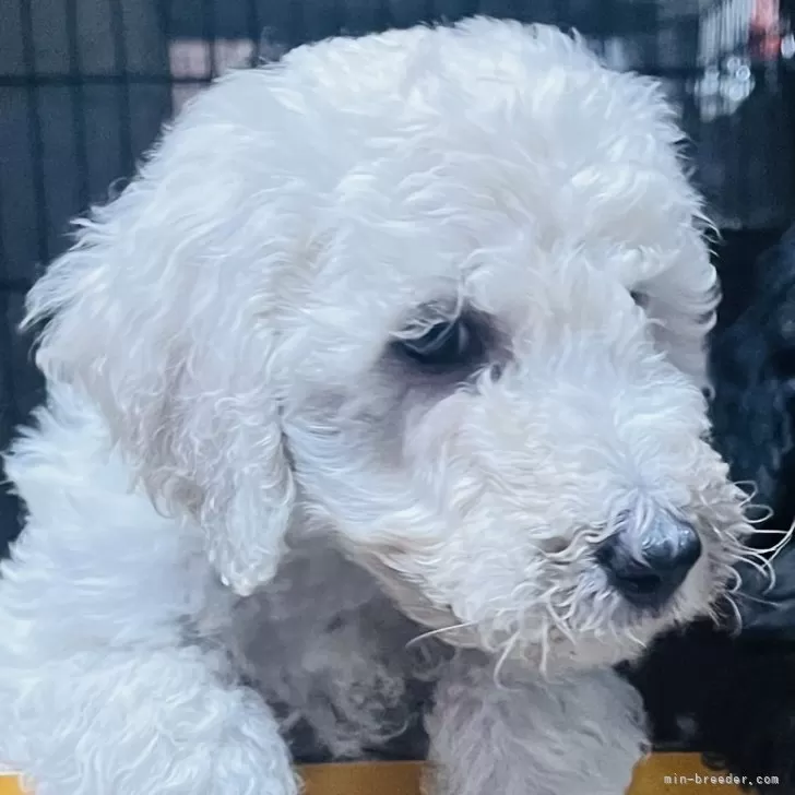 ID:2503-05335の子犬