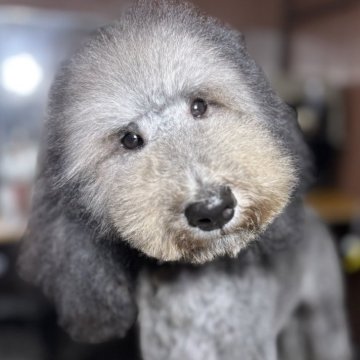 スタンダードプードル【大阪府・女の子・2025年4月17日・シルバー】の写真「パパチャンピオン！小さいサイズ良血統シルバー女の子」