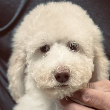 スタンダードプードル【大阪府・女の子・2025年9月9日・シャンパン(ペールフォーン)】の写真「良血統！小さめサイズシャンパン女の子！」