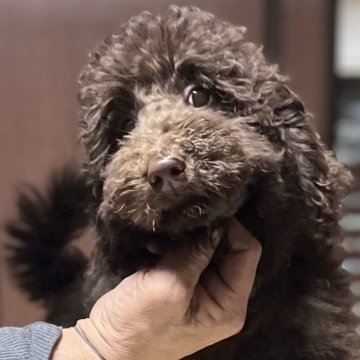 スタンダードプードル【大阪府・男の子・2025年9月9日・チョコレートブラウン】の写真「チョコレートブラウン！良血統！小さいサイズの男の子」