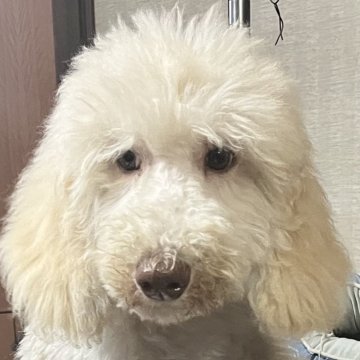 スタンダードプードル【大阪府・男の子・2024年10月27日・シャンパン(ペールフォーン)】の写真「良血統！小さめサイズのシャンパン男の子」