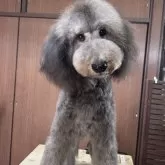 スタンダードプードル