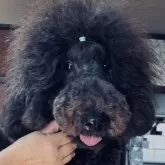 スタンダードプードル