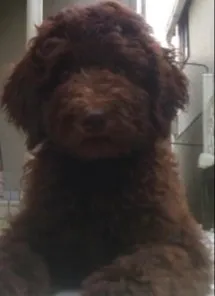 ID：2009-00820の子犬