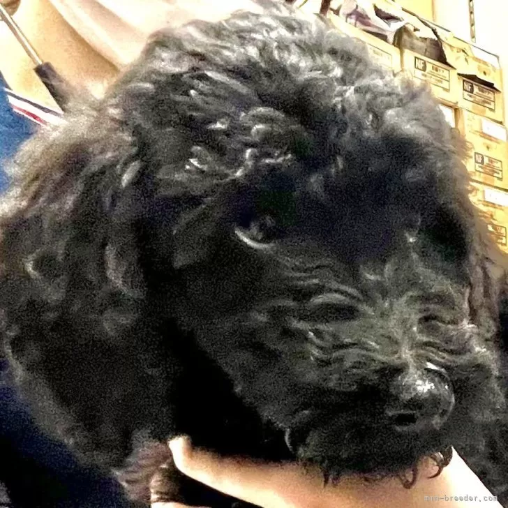 ID:2402-05896の子犬