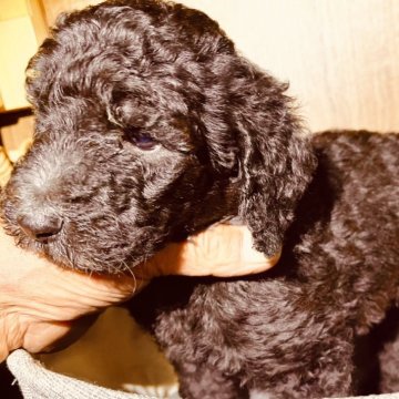 スタンダードプードル【大阪府・女の子・2024年8月8日・ブラウン】の写真「良血統！！小さなサイズのブラウン女の子！」