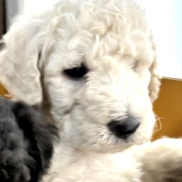 スタンダードプードル【大阪府・男の子・2024年4月27日・ホワイト】の写真「良血統！ホワイト男の子」