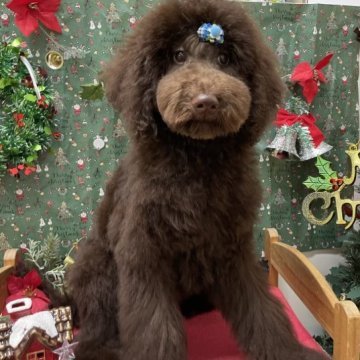 スタンダードプードル【大阪府・男の子・2023年6月25日・ブラウン】の写真「良血統！小さめサイズのブラウン男の子」