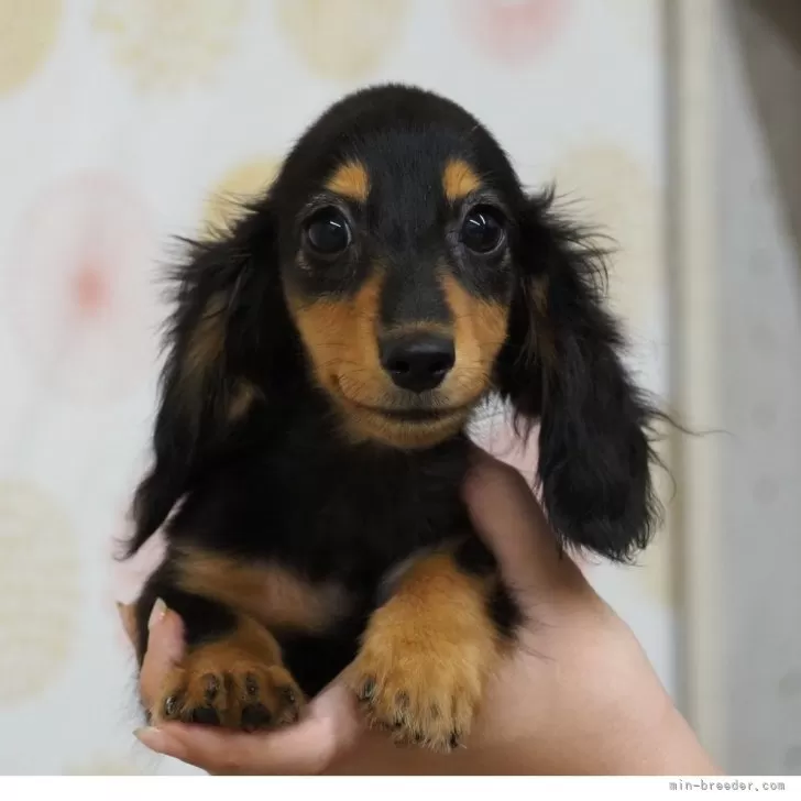ミニチュアダックスフンド(ロング)【岐阜県・女の子・2025年7月30日・ブラック&amp;タン】の写真1