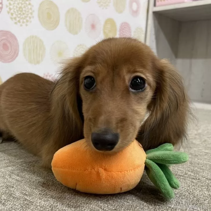 ダックス 様のお迎えした子犬