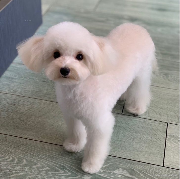 ブリーダー画像