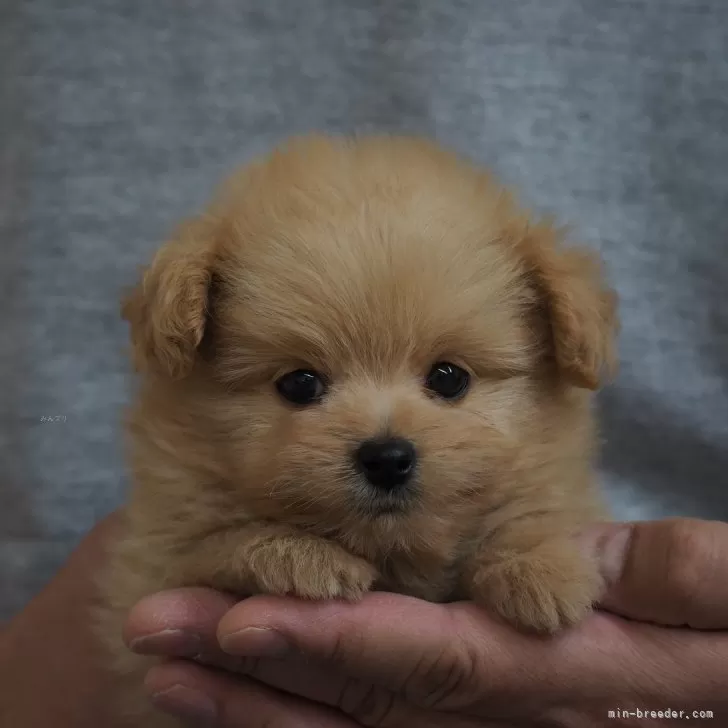 ID：2503-04296の子犬