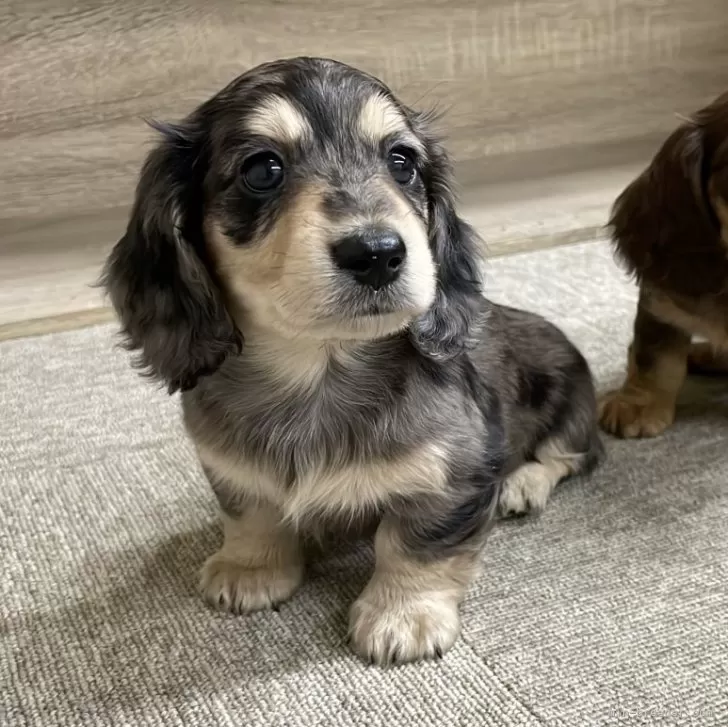 ID:2504-05031の子犬