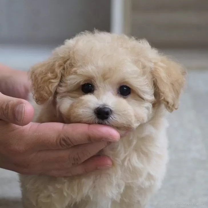ID：2504-07271の子犬