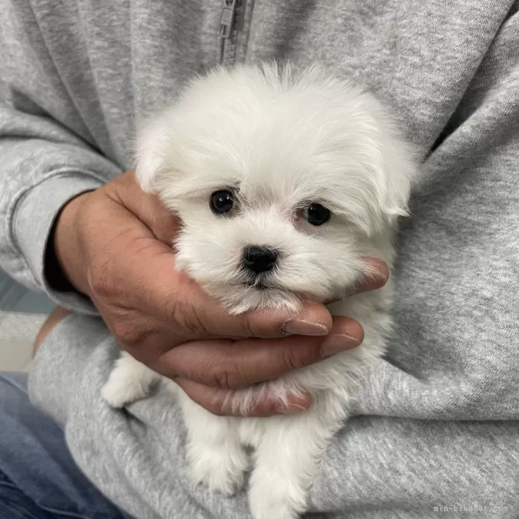ID:2503-06120の子犬