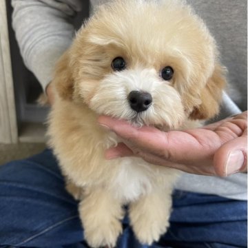 トイプードル(トイ)【岐阜県・女の子・2025年8月5日・アプリコット】の写真「動画更新しました」