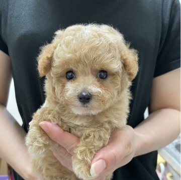 トイプードル(トイ)【岐阜県・女の子・2025年8月5日・アプリコット】の写真「可愛い女の子です！」