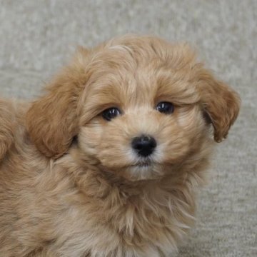 マルプー(マルチーズ×トイプードル)【岐阜県・男の子・2025年4月5日・茶】の写真「写真更新しました！」