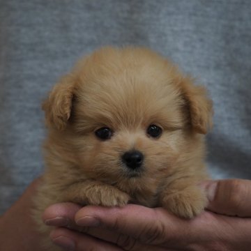 ポメプー(ポメラニアン×トイプードル)【岐阜県・男の子・2025年1月17日・茶色】の写真「可愛いポメプーちゃん」