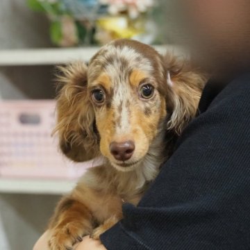 ミニチュアダックスフンド(ロング)【岐阜県・男の子・2025年6月8日・チョコダップル】の写真「ハンサムくんです！」