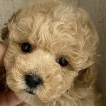 トイプードル(トイ)【岐阜県・女の子・2024年10月31日・アプリコット】の写真「動画更新しました」