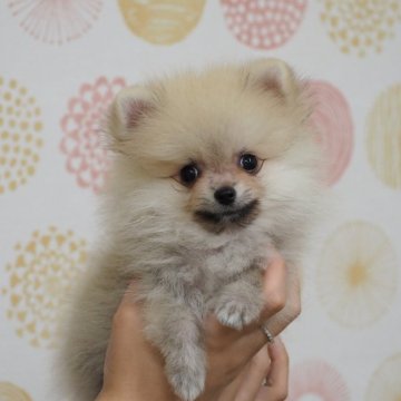 ポメラニアン【岐阜県・男の子・2025年8月5日・ウルフセーブル】の写真「小ぶりで可愛らしい子です」