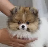 ポメラニアン