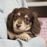 ミニチュアダックスフンド(ロング)