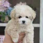 トイプードル(トイ)