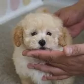 トイプードル(トイ)