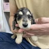 ミニチュアダックスフンド(ロング)【岐阜県・男の子・2025年2月22日・シルバーダップル】の写真2