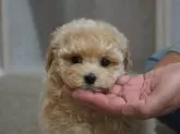 マルプー(マルチーズ×トイプードル)【岐阜県・女の子・2024年11月30日・アプリコット】の写真2