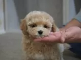 マルプー(マルチーズ×トイプードル)【岐阜県・女の子・2024年11月30日・アプリコット】の写真3