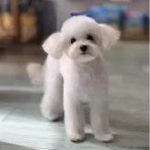 マルプー(マルチーズ×トイプードル)【岐阜県・男の子・2025年4月1日・クリーム】の写真3