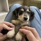 ミニチュアダックスフンド(ロング)【岐阜県・男の子・2025年2月22日・シルバーダップル】の写真6