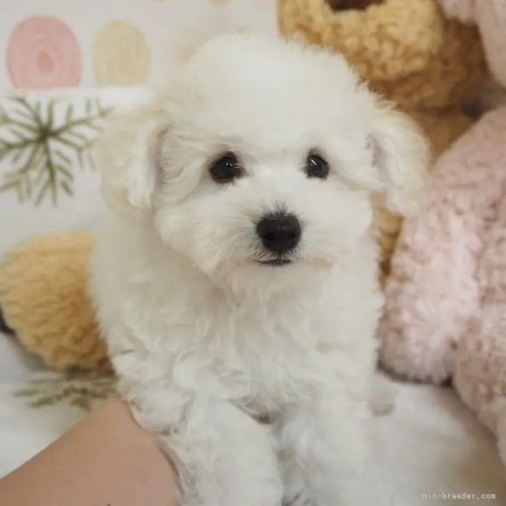 JAM 様のお迎えした子犬