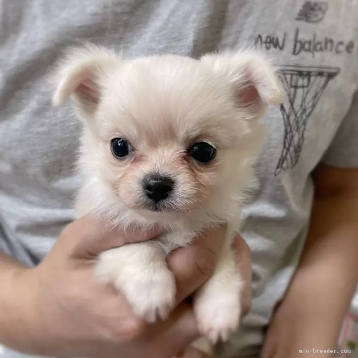 ID:2311-00599の子犬