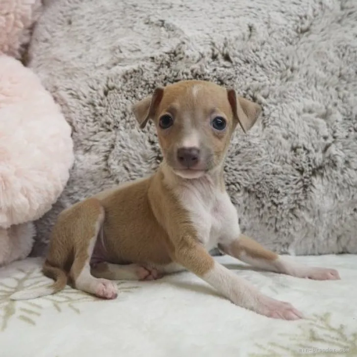 S.K 様のお迎えした子犬