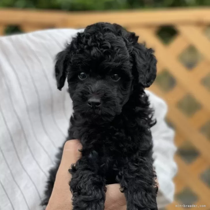 ID:2409-00788の子犬