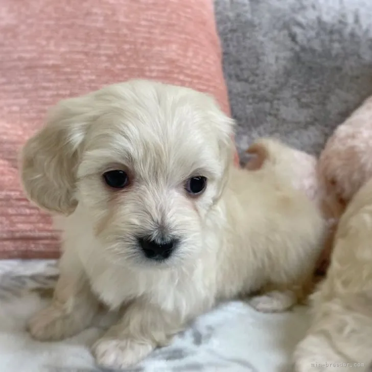 ID:2302-01036の子犬