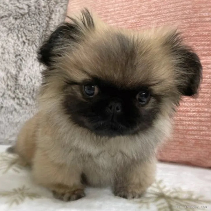 ID:2301-01789の子犬