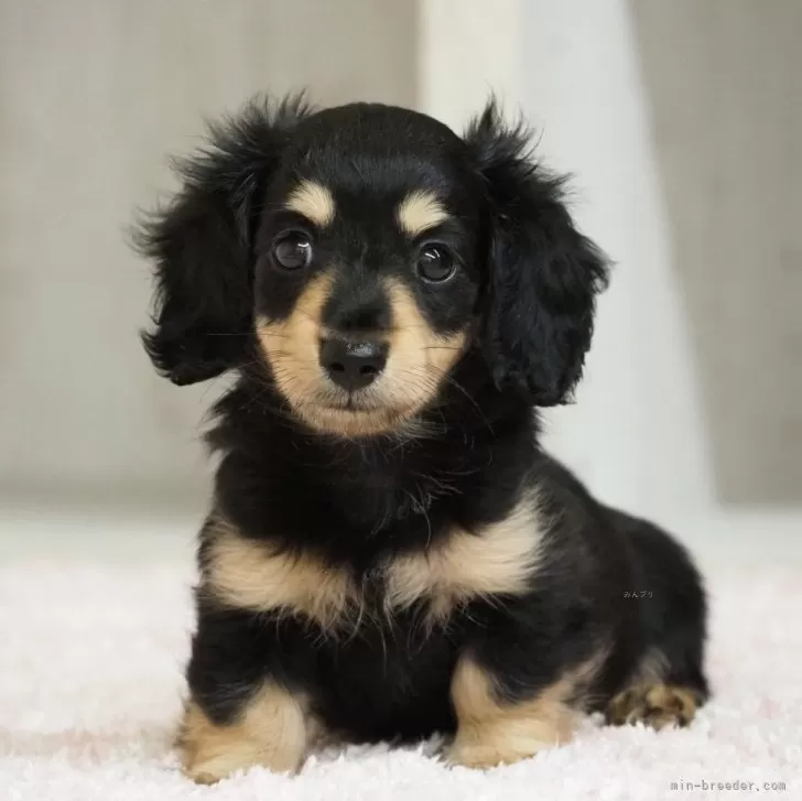 ID：2410-05263の子犬