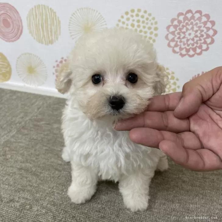 ID:2407-00274の子犬