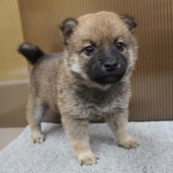 柴犬大好き 様のお迎えした子犬